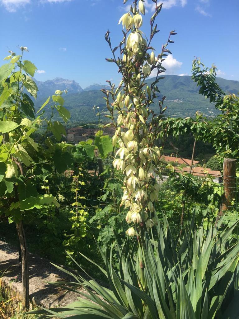 Il Casale Di Rolando Apartment Castiglione di Garfagnana Bagian luar foto